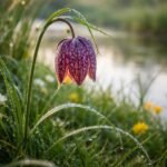 Schachbrettblume mit kariertem Blütenmuster, feuchtem Beet am Teichrand, frühlingsfrisch und zart