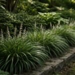 - Schlangenbart im Halbschatten mit grasigem Laub und zurückhaltender Blüte als ruhige Beetstruktur