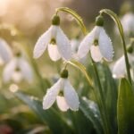 - Zarte Schneeglöckchen im Morgengrauen, robuste Frühjahrsboten für Beete, lassen Farben aufblühen