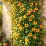 Schwarzäugige Susanne kletternd am Balkon mit leuchtenden Blüten und dunklem Auge.