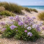 - Strandflieder in sonnigen Beeten, robust, violett, blau, weiß, rosa, und küstennah erinnert an Dünen.