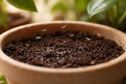 Kleine Trauermücken schwirren über feuchter Blumenerde und zeigen Befall an.