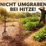 - Garten in extremer Hitze; Pflanzen benötigen Schatten und Schutz vor Sonne