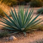 Blaugrüne Palmlilie, Yucca glauca; robuste Wüstenpflanze; pflegeleicht, winterhart; idealer Gartenakzent.