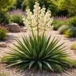 Fädige Palmlilie Yucca filamentosa im Garten mit schwertförmigen Blättern und weißen Blütenrispen