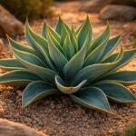 Kompakte Yucca rupicola mit gedrehten, bläulich-grünen Blättern im sonnigen Steingarten