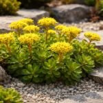 Kamtschatka-Fetthenne im Steingarten, sonnig, mit gelben Blüten und fleischigen Blättern.