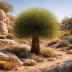 • Yucca queretaroensis • seltene Palmlilie • feine grasartige Blätter • kugelförmige Krone • elegante Gartenrarität