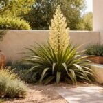 Schlaffe Palmlilie Yucca flaccida vor sonnigem Garten mit mediterranem Flair