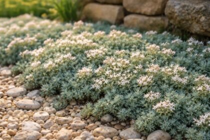 - Kompakte Spanische Fetthenne, blaue Blättchen, filigrane Sternchenblüten, idealer Bodendecker im Garten.