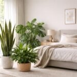 Drei ideale Zimmerpflanzen für frische Luft und Ruhe im Schlafzimmer.