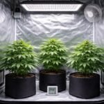 - Drei Pflanzen in einer kompakten Growbox; Beleuchtung, Belüftung, Klima im Fokus