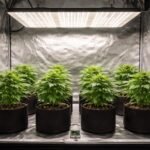 - Kompakte Growbox ideal für sechs Pflanzen, Belüftung und Temperaturkontrolle zur Optimierung