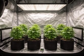 - Kompakte Growbox ideal für sechs Pflanzen, Belüftung und Temperaturkontrolle zur Optimierung