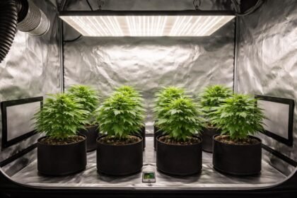 - Kompakte Growbox ideal für sechs Pflanzen, Belüftung und Temperaturkontrolle zur Optimierung