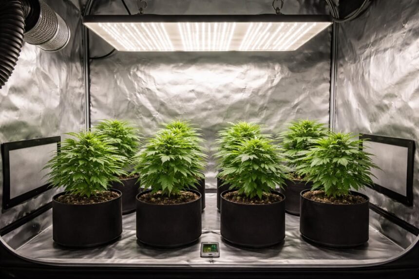 Welche Growbox eignet sich für sechs Pflanzen? - Kompakte Growbox ideal für sechs Pflanzen, Belüftung und Temperaturkontrolle zur Optimierung