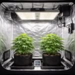 - Zwei Pflanzen in der Growbox, kompakte Beleuchtung, Belüftung und Sicherheit.