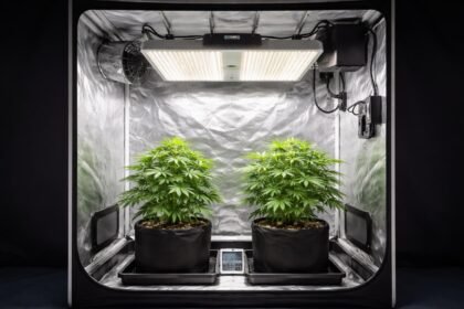- Zwei Pflanzen in der Growbox, kompakte Beleuchtung, Belüftung und Sicherheit.