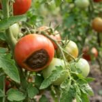 Braune, ledrige Flecken durch Blütenendfäule an reifenden Tomaten