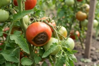 Braune, ledrige Flecken durch Blütenendfäule an reifenden Tomaten