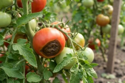 Braune, ledrige Flecken durch Blütenendfäule an reifenden Tomaten