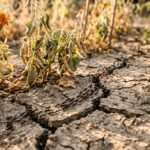 Ameisen zwischen trockenen Beeten und Pflanzen in einem ausgetrockneten Sommergarten