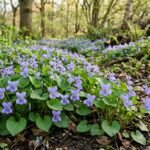 Amerikanisches Veilchen mit violetten Blüten breitet sich üppig im Frühlingsgarten aus