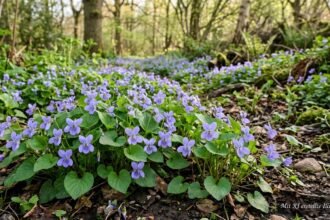 Amerikanisches Veilchen mit violetten Blüten breitet sich üppig im Frühlingsgarten aus