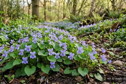 Amerikanisches Veilchen mit violetten Blüten breitet sich üppig im Frühlingsgarten aus