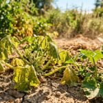 Blattläuse vermehren sich bei Hitze schnell auf trockengestressten Pflanzen im Sommergarten