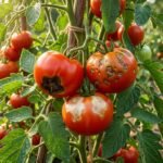 Reife Tomaten mit braunen Flecken zur Unterscheidung von Blütenendfäule, Pilzkrankheit und Sonnenbrand