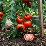 Schwarzer Fleck am Blütenende einer reifenden Tomate durch Blütenendfäule