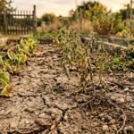 Drahtwürmer schädigen Gemüsepflanzen bei Trockenheit und erhöhen den Fraßdruck im Beet