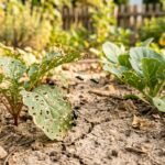 Erdflöhe beschädigen Gemüseblätter in trockenem Boden und gefährden die Ernte.