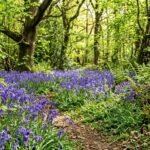 Blaue Hasenglöckchen blühen im Frühling üppig unter Sträuchern im schattigen Gartenbereich