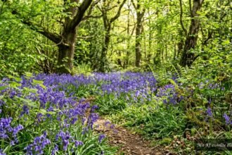Blaue Hasenglöckchen blühen im Frühling üppig unter Sträuchern im schattigen Gartenbereich