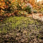 Junge Rasenhalme nach der Herbstaussaat erhalten gezielte Nährstoffversorgung für den Winter