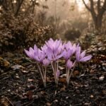 Lilafarbene Herbstzeitlose blüht im Herbst ohne Blätter aus kahler Gartenerde.