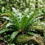 Hirschzungenfarn mit glänzenden, ungeteilten Wedeln im schattigen Gartenbereich