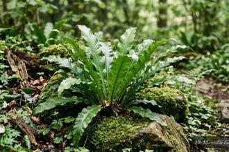 Hirschzungenfarn mit glänzenden, ungeteilten Wedeln im schattigen Gartenbereich