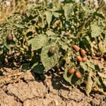 Kartoffelkäfer und Larven auf Kartoffelblättern während eines trockenen, heißen Sommers