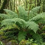 Königsfarn mit hohen Wedeln an einem schattigen, feuchten Gartenstandort