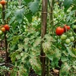 Tomatenpflanzen mit ersten braunen Krautfäuleflecken auf Blättern und Früchten