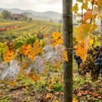 Mehltau an Weinreben im Herbst mit weißen Belägen auf Blättern und Trauben