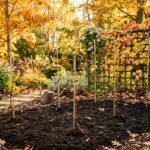 Junge Weinreben werden im Herbst an einem sonnigen Standort im Garten gepflanzt