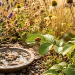 Marienkäfer und Florfliege suchen bei Trockenheit Schutz, Nahrung und Wasser im Garten