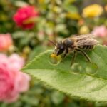 Runde Ausschnitte in Rosenblättern durch eine fleißige Blattschneiderbiene