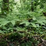 Pfauenradfarn mit fächerförmigen Wedeln auf dunklen, drahtigen Stielen im schattigen Garten