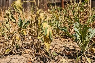 Raupen fressen Blätter an geschwächten Pflanzen im trockenen Sommergarten