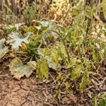 Verfärbte Blätter an Gemüsepflanzen weisen auf Schädlingsbefall im trockenen Garten hin